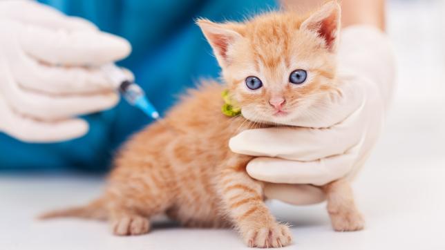 Vaccinazione gatto