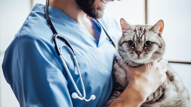 Pancitopenia FeLV associata 