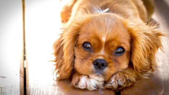 Il soffio al cuore nel cane