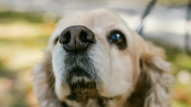 Diabete Mellito cane