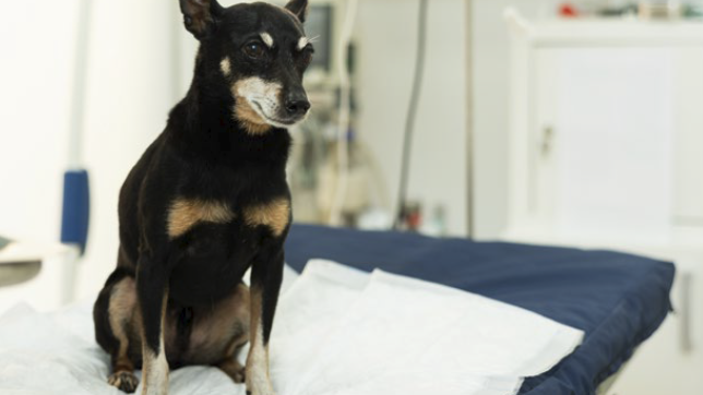 Cane diabete