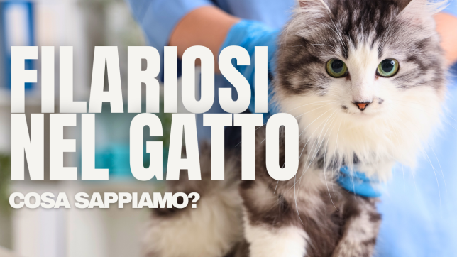Filariosi felina