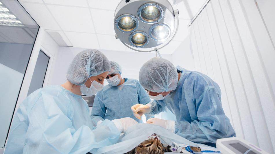 Operazione chirurgica gatto