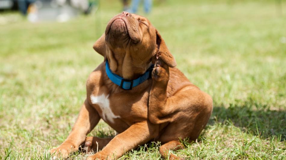 Origine del prurito nel cane