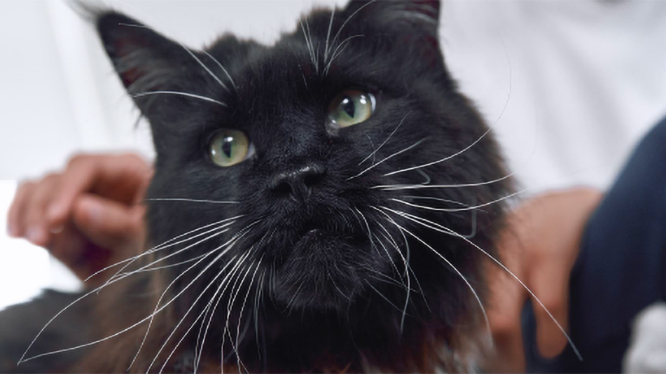 Caso clinico remissione diabete