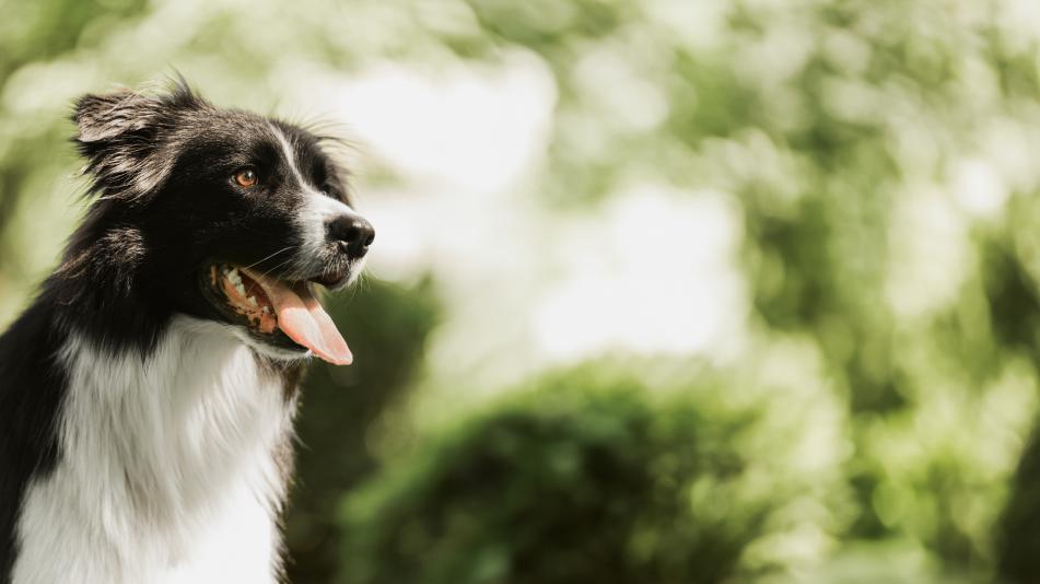 Diagnosi precoce di osteoartrite nel cane
