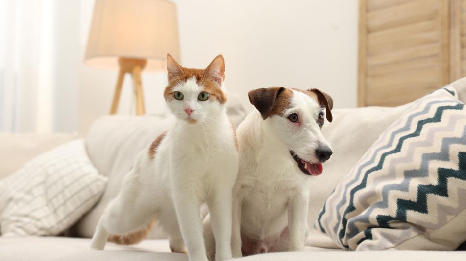 La sindrome cardiorenale