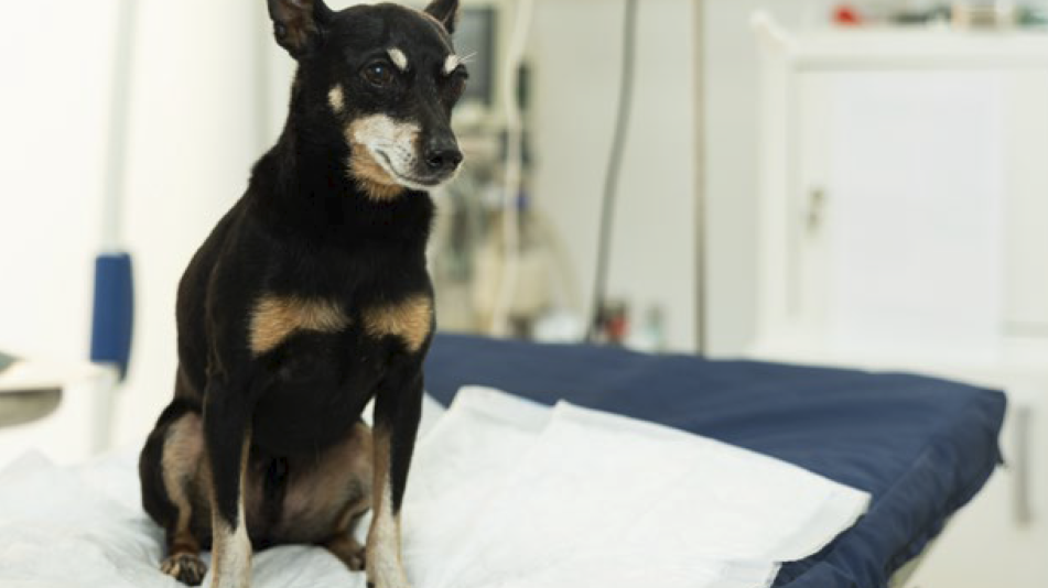Cane diabete